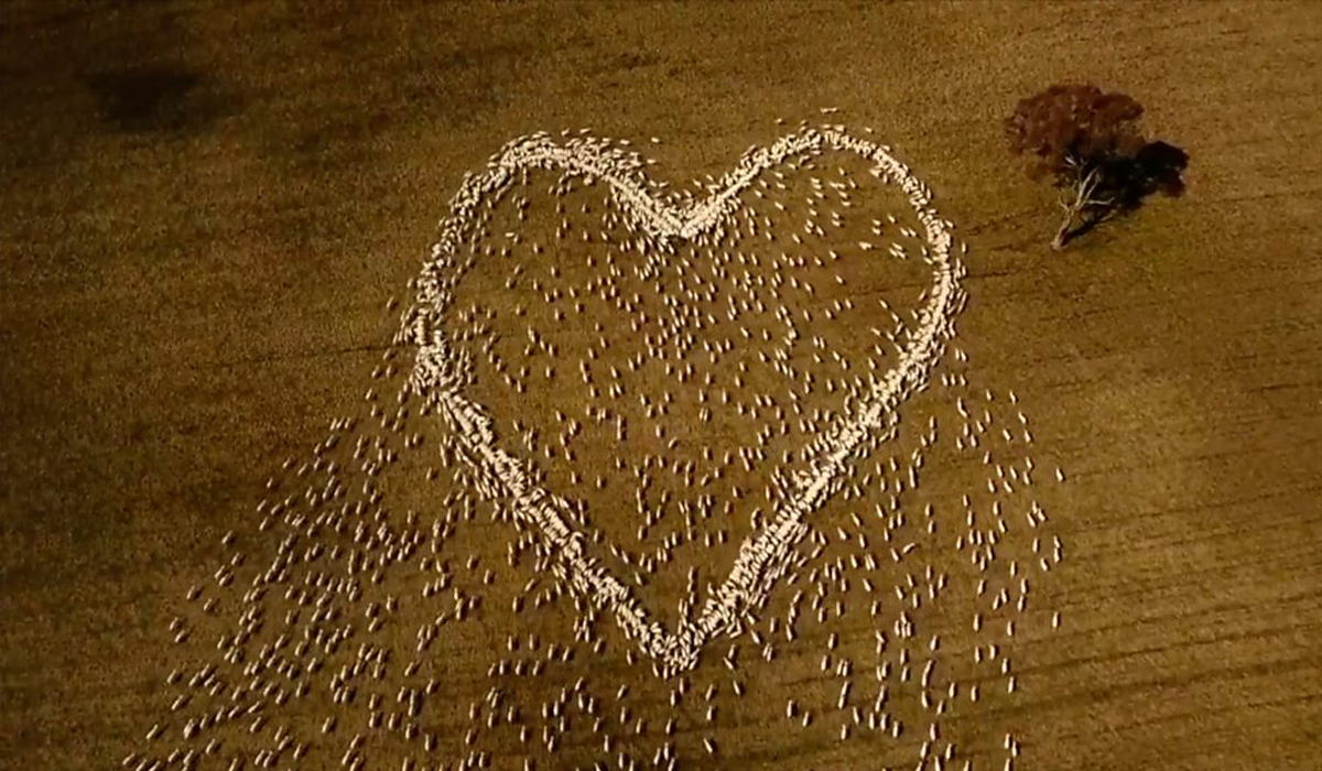 Australian farmer draws heart with sheep in tribute to aunt